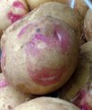 A smiling Cara potato – this variety was high yielding at both sites and resistant to blight.