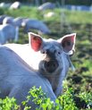 Økologiske grise i lucernemark