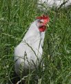 Høne i kløvermark