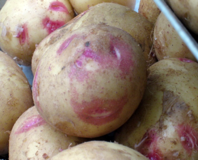 A smiling Cara potato – this variety was high yielding at both sites and resistant to blight.