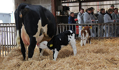 Kalv og ko sammen i stalden. Kalvene kan frit vælge om de vil være ved køerne eller i "kalveskjul" 