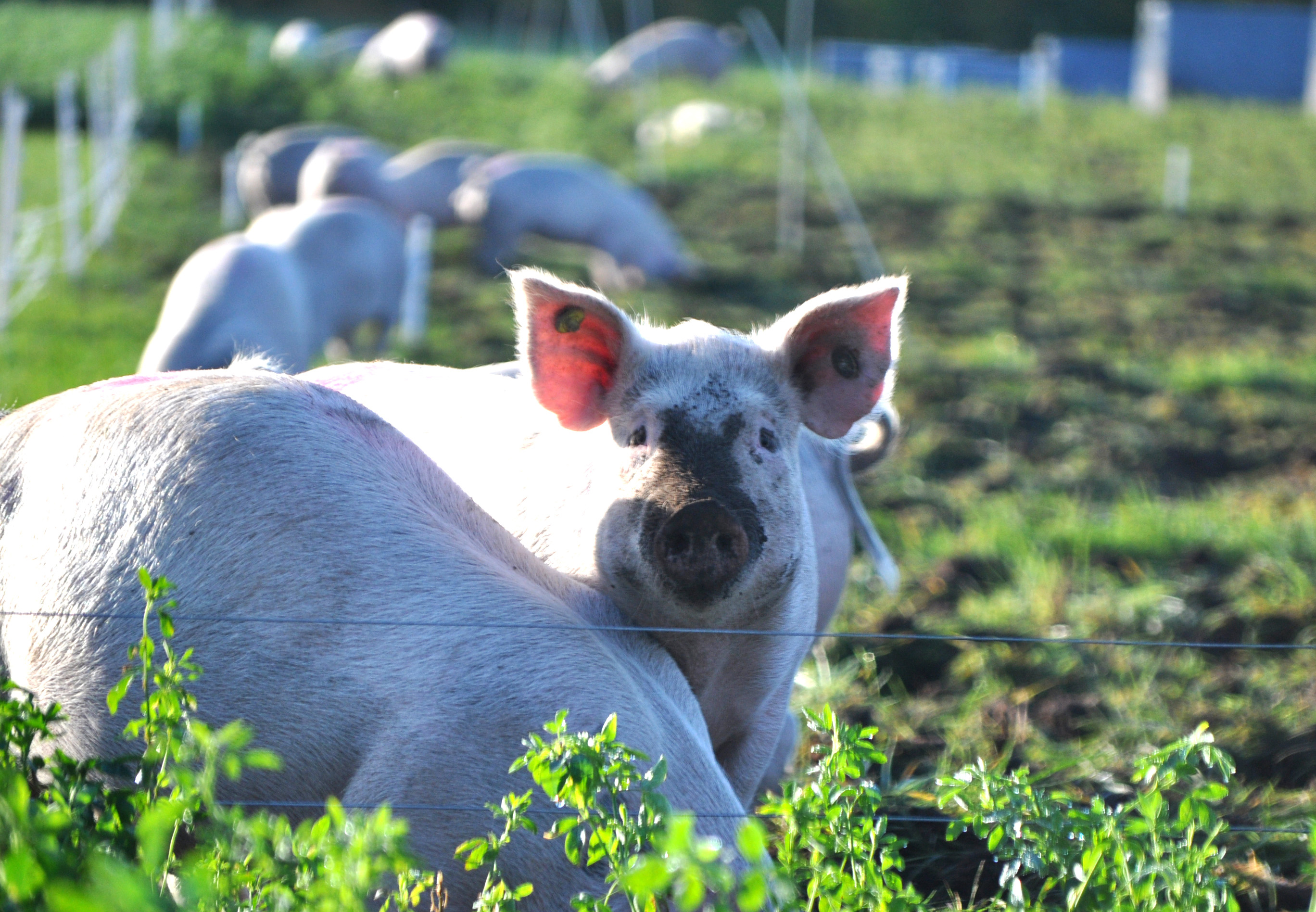 Økologiske grise i lucernemark