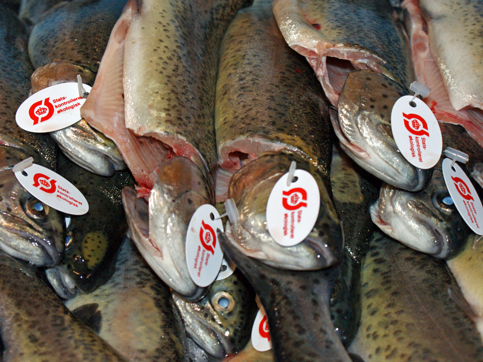 [Translate to English:] Økologiske fisk. Foto: Dansk Akvakultur