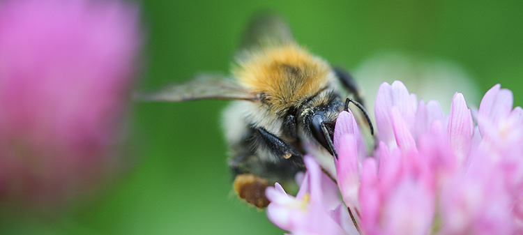 Growers can do something to attract bees to orchards